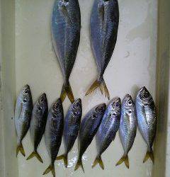 沖一文字白灯サビキで30cmの良型アジ！