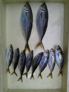 沖一文字白灯サビキで30cmの良型アジ！