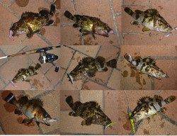 夜の釣り快適になってきました♪ ライトワインドでタケノコメバルなど