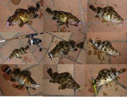 夜の釣り快適になってきました♪ ライトワイ…