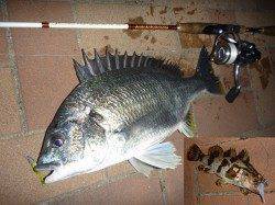 夜の釣り快適になってきました♪ ライトワインドでタケノコメバルなど