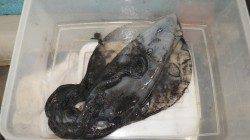 白浜の地磯でエギング　アオリ700g