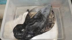 白浜の地磯でエギング　アオリ700g