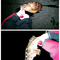 夕日港　いつもの丹後方面でメバリング★