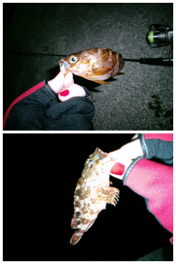 夕日港　いつもの丹後方面でメバリング★