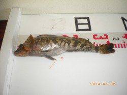 姫路市立遊魚センターの探り釣り〜アイナメ31cm・ガシラ25cm