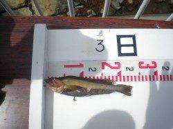 姫路市立遊魚センター、釣り少年が探り釣りでアイナメGET！