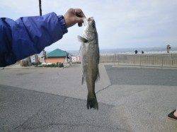 南港海釣り公園　今日はガシラ25尾の釣果