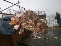 南港海釣り公園　今日はガシラ25尾の釣果