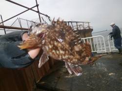 南港海釣り公園　今日はガシラ25尾の釣果
