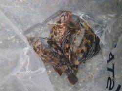 大阪南港魚つり園　22cmのカレイの釣果