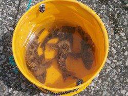 大阪南港魚つり園　朝の冷え込みの中ガシラ釣果のみ