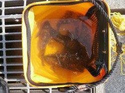 ポカポカ春本番の大阪南港魚つり園、ハネとガシラの釣果