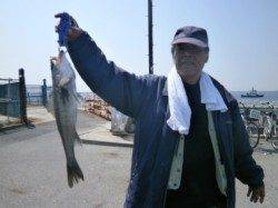 ポカポカ春本番の大阪南港魚つり園、ハネとガシラの釣果