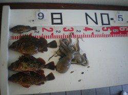 姫路市立遊魚センター　探り釣りでガシラ・メバル・タコ