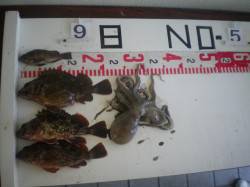 姫路市立遊魚センター　探り釣りでガシラ・メ…