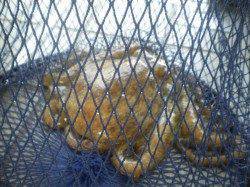 姫路市立遊魚センター　探り釣りでガシラ・メバル・タコ