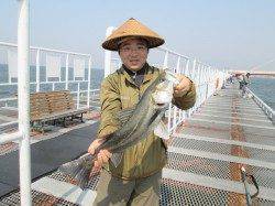 尼崎魚つり公園エビ撒きでスズキサイズ♪　釣り場東寄りが◎