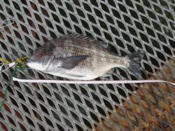 尼崎市魚つり公園　今日はハネ＆チヌ1尾づつ…