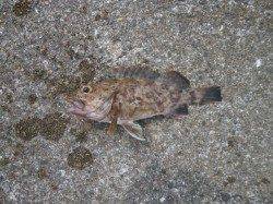 南港海釣り公園 今日もガシラ中心の釣果 サビキはまだ釣果なし