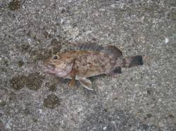 南港海釣り公園　今日もガシラ中心の釣果　サ…