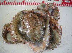 姫路市立遊魚センター　メバル・タコなど