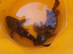 大阪南港魚つり園 本日はガシラのみでした