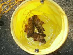 陽射しはあるが風が強い大阪南港魚つり園、ガ…