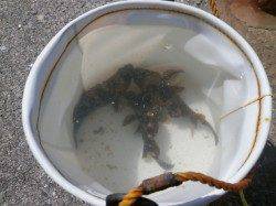 陽射しはあるが風が強い大阪南港魚つり園、ガシラの釣果