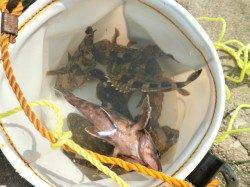 大阪南港魚つり園でのガシラ釣果