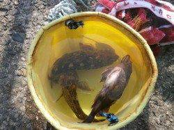 大阪南港魚つり園でのガシラ釣果