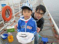 尼崎市魚つり公園　サビキでカタクチイワシの釣果出始めました★