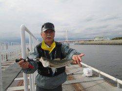 尼崎市立魚つり公園のハネ釣果、サビキの回遊は残念ながらなし