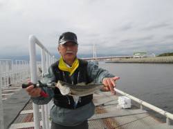 尼崎市立魚つり公園のハネ釣果、サビキの回遊…