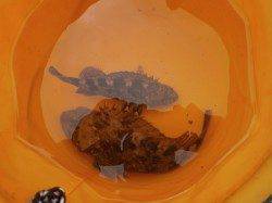 大阪南港魚つり園　ガシラの釣果のみでした