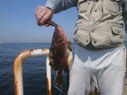 南港海釣り公園、久しぶりにアコウが釣れました！