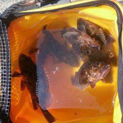 南港海釣り公園、久しぶりにアコウが釣れました！