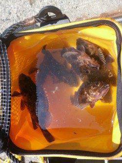 南港海釣り公園、久しぶりにアコウが釣れました！