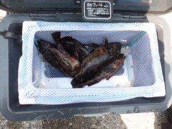 サビキでの釣果は明日に期待・・・大阪南港魚つり園のガシラ釣果