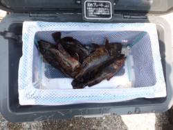 サビキでの釣果は明日に期待・・・大阪南港魚…