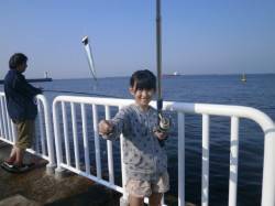 大阪南港魚つり園 朝方イワシの群れが回遊あ…