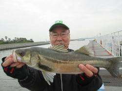尼崎市立魚つり公園〜サビキでイワシ、エビ撒…