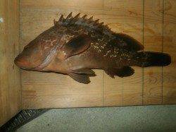 大阪南港魚つり園カタクチイワシ釣れ出しました!