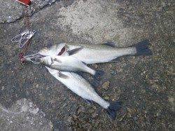 大阪南港魚つり園、雨の中ハネとイワシの釣果でした