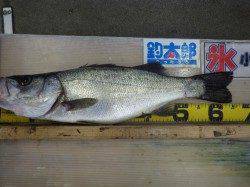 白浜地磯でヒラスズキの釣果