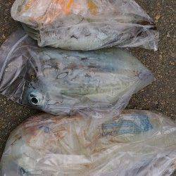 ヤエンシーズン真っ只中を実感！ 南塩谷で0.8〜2.0kgのアオリイカ