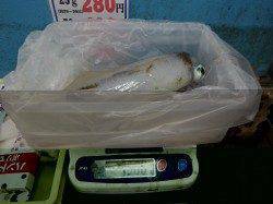 田辺元島のウキ釣りでアオリイカ1.5ｋg