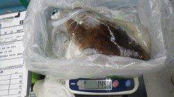 キロオーバー２ハイ！白浜町日置にてヤエン釣り