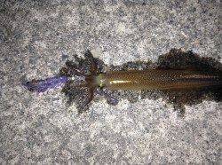 アオリ調査に音海大波止へ釣行〜ヤリイカがのりました