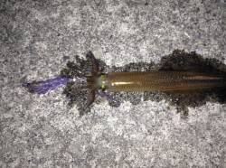 アオリ調査に音海大波止へ釣行〜ヤリイカがの…